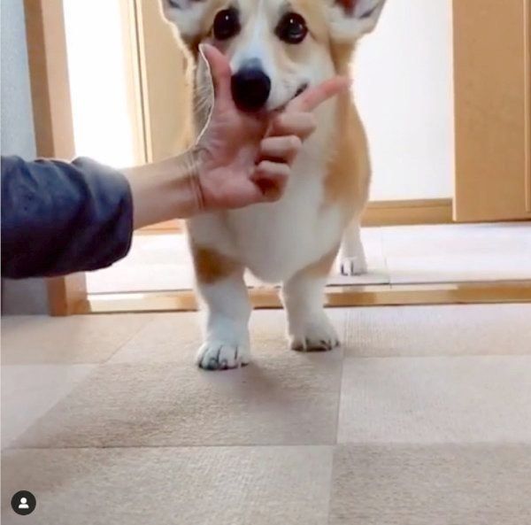 芸達者なコーギー