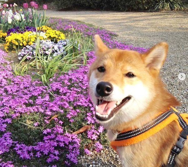 お散歩する柴犬