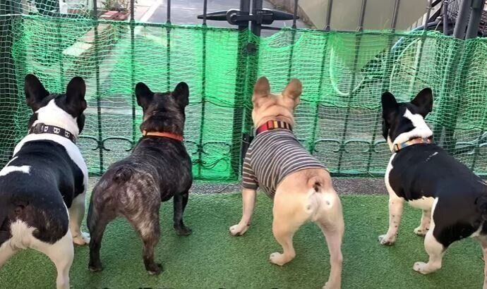 犬　フレンチブルドッグ