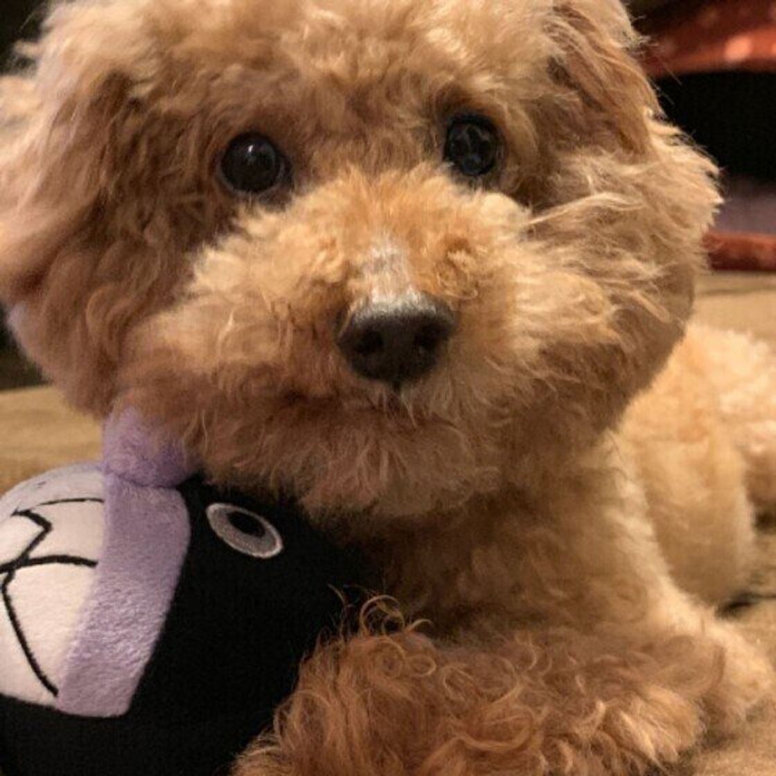 もふもふの大型犬 かわいい画像をまとめてお届け 犬種の特徴も解説 いぬのきもちweb Magazine もふもふの大型犬 かわいい画像をまとめてお届け 犬種の特徴も解説 いぬのきもちweb Magazine