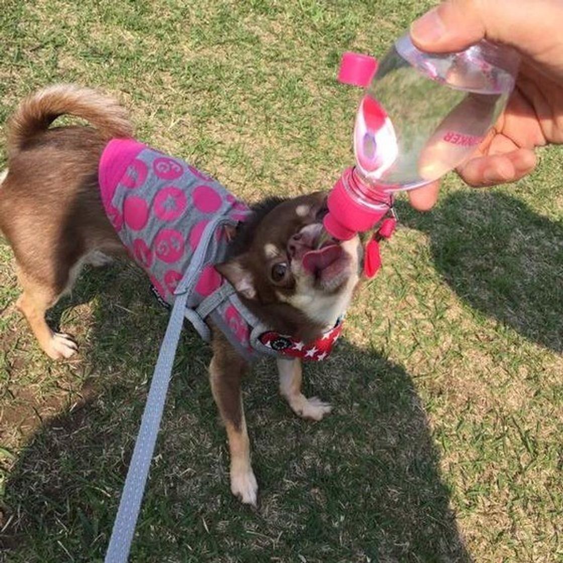 犬の体の は水分 愛犬が飲んでokの水の種類と必要性を解説 いぬのきもちweb Magazine 犬の体の は水分 愛犬が飲んでokの水の種類と必要性を解説 いぬのきもちweb Magazine