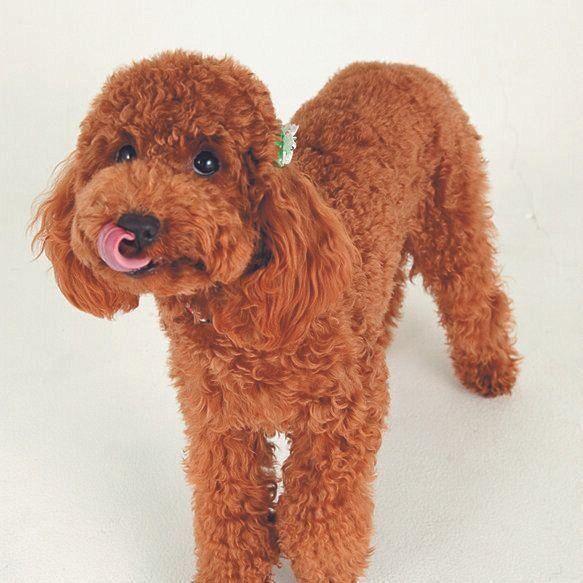 鼻先をなめるのはカーミングシグナルの場合も