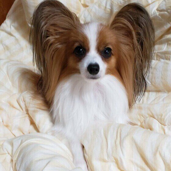 ふかふかの布団に座るパピヨンのはるとくん