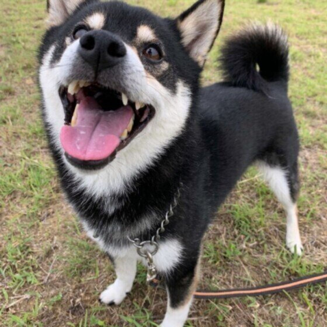 犬の虫よけ対策は大丈夫 蚊 ノミ マダニの予防法をご紹介 いぬのきもちweb Magazine 犬の虫よけ対策は大丈夫 蚊 ノミ マダニの予防法をご紹介 いぬのきもちweb Magazine