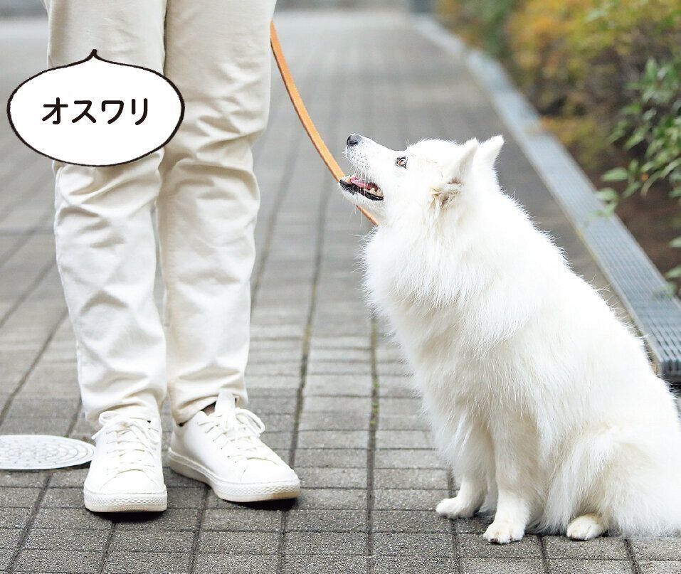 習慣にして伸筋を鍛えよう