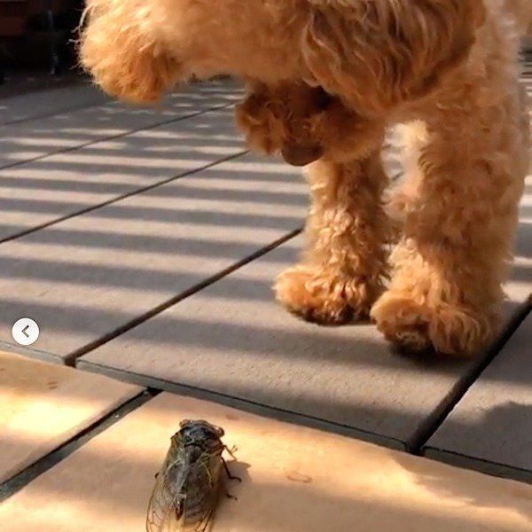 セミと対峙するトイ・プードル