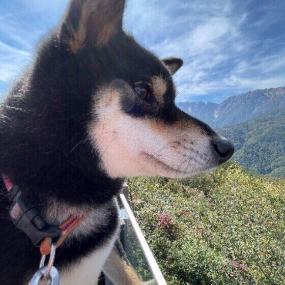 お出かけする柴犬