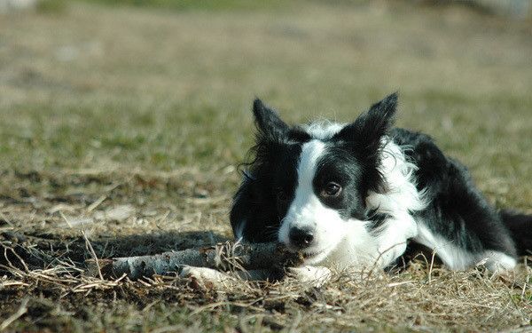 見つめるボーダー・コリー