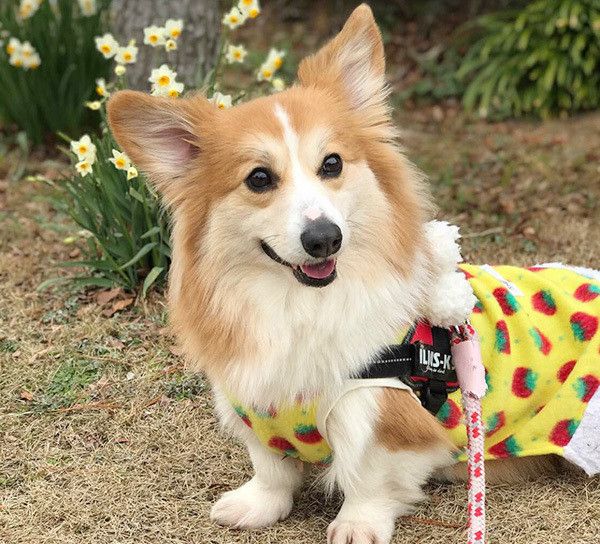 見つめるコーギー