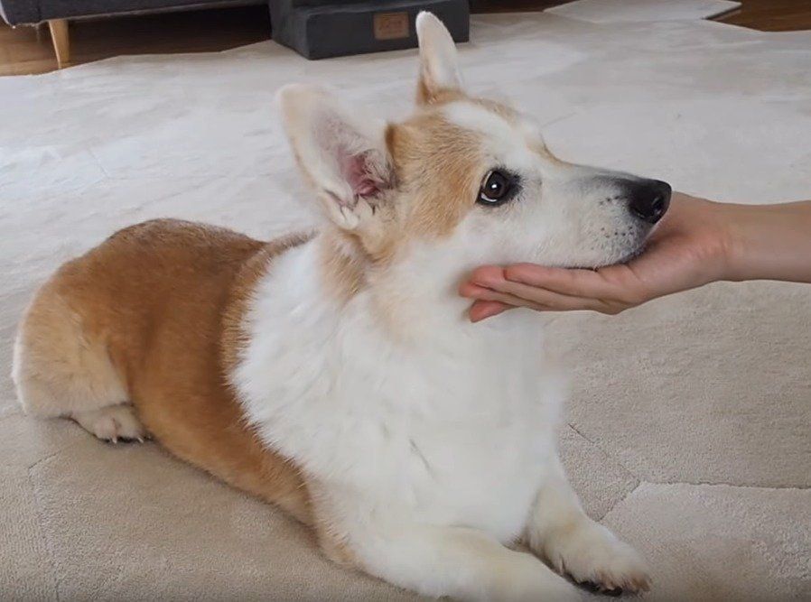 あごのせする犬