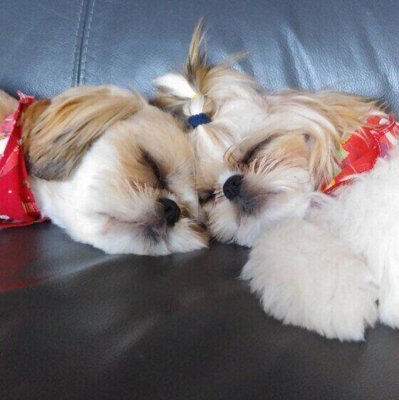 遊び疲れて爆睡するボスくん兄妹