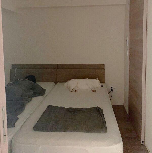 枕の部分で眠るラッキーくん