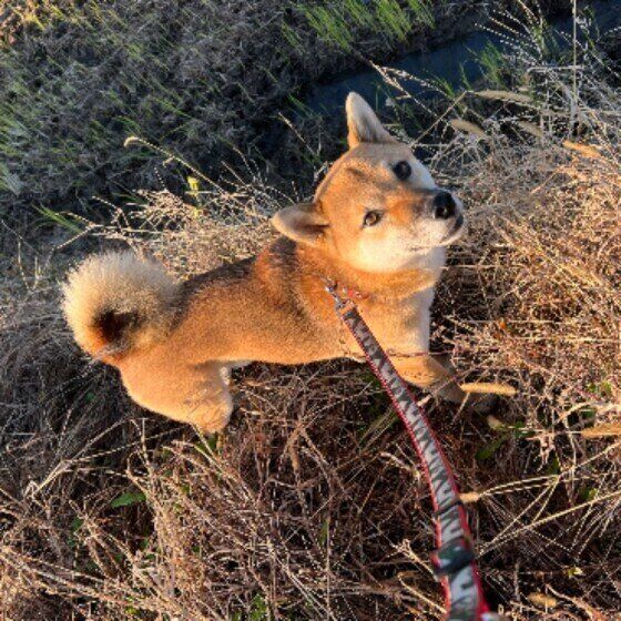 草むらをお散歩中の柴