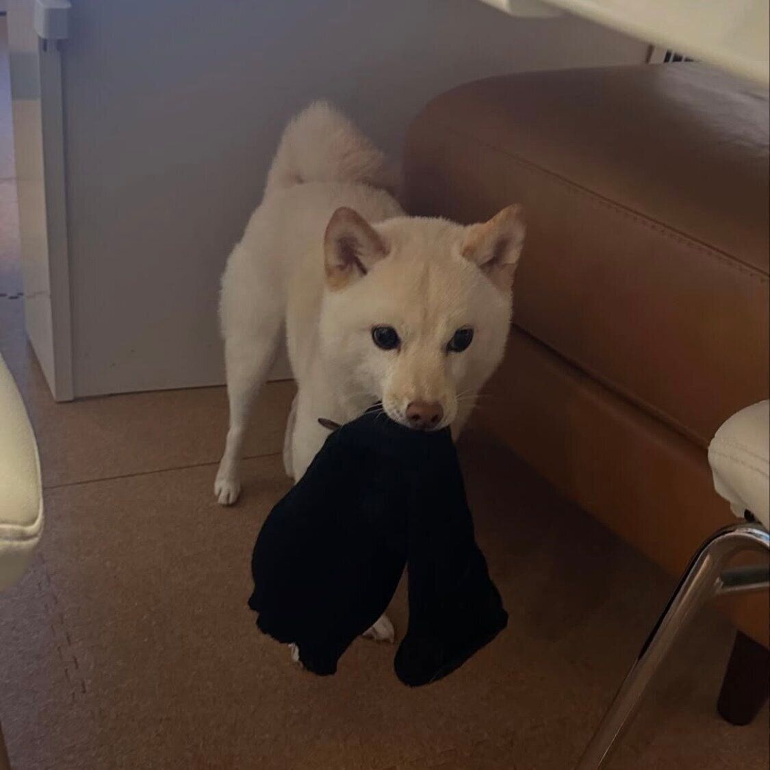 レッグウォーマーを奪うボスくん