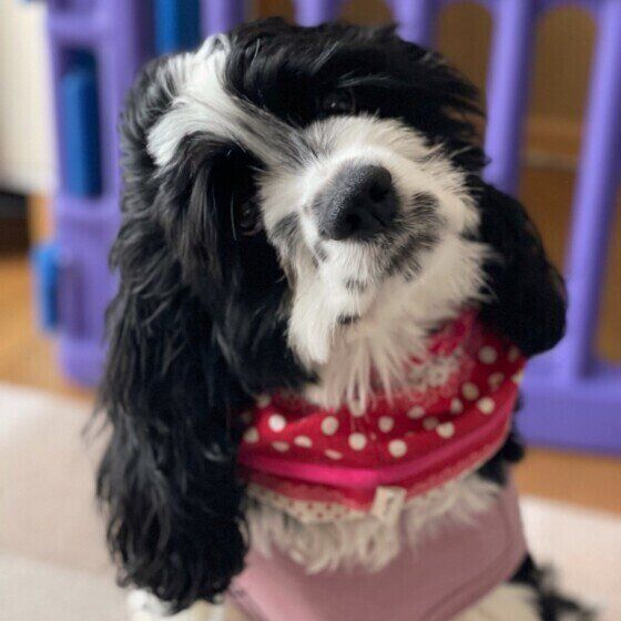 首をかしげるアメリカン・コッカー・スパニエル