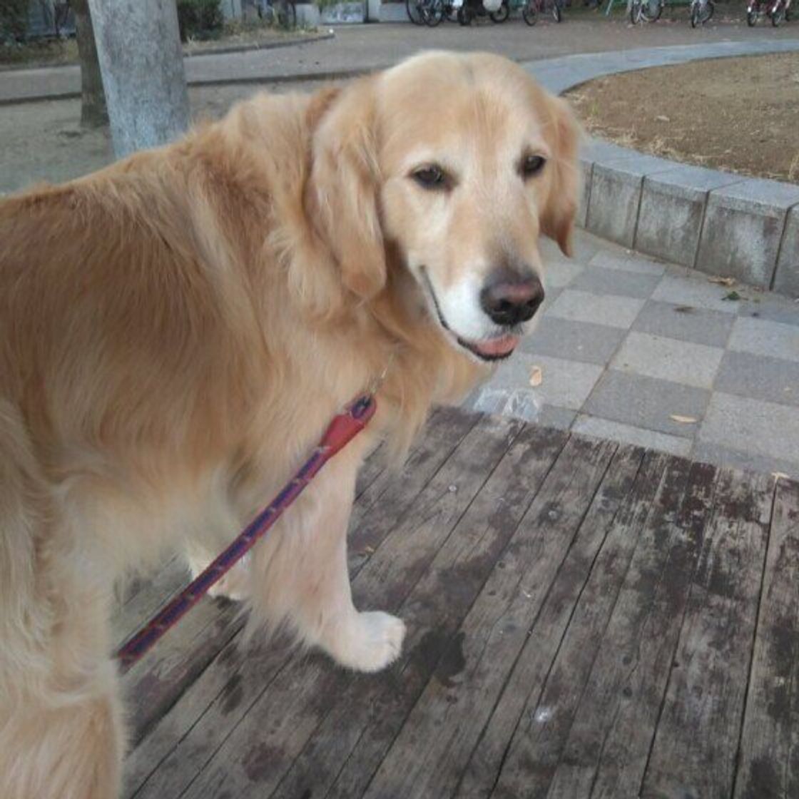 犬の心拍数と呼吸数の測り方は 知っておくと役立つ 愛犬の健康管理法 いぬのきもちweb Magazine 犬の心拍数と呼吸数の測り方は 知っておくと役立つ 愛犬の健康管理法 いぬのきもちweb Magazine