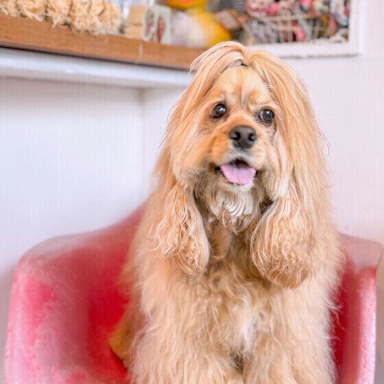 椅子に座っているアメリカン・コッカー・スパニエル