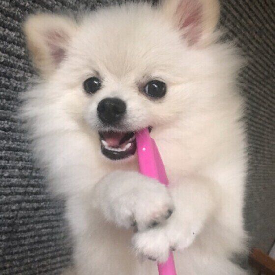 ポメラニアンのメルちゃん