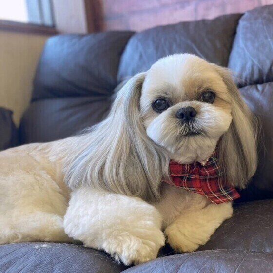 愛犬をおしゃれにするより優先すべきことがある？ トリミングカットを避けた方がよいケースとは いぬのきもち