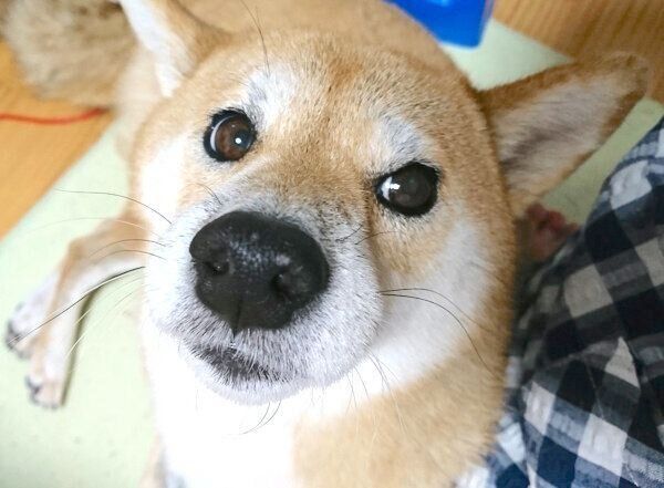 まったりするなつさん