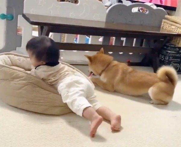 妹ちゃんに住処を占拠されたりんご郎くん