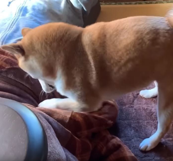 ホリホリする柴犬