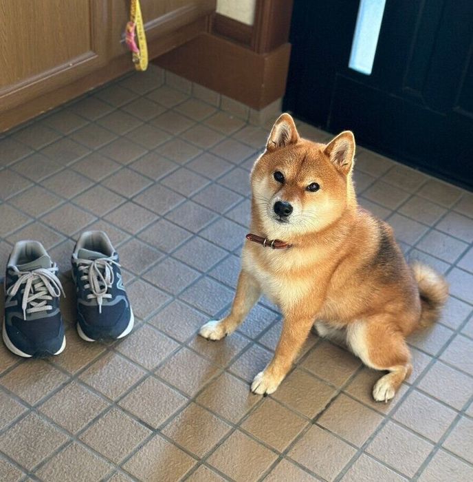 玄関で待つ仙次郎くん