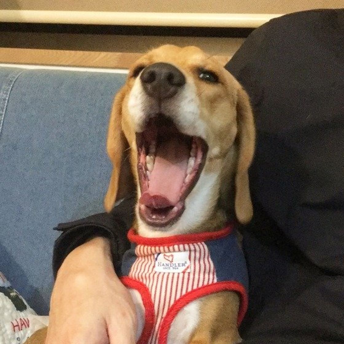 眠いだけじゃない 犬のあくびの理由とは かわいいあくび画像も いぬのきもちweb Magazine 眠いだけじゃない 犬のあくびの理由とは かわいいあくび画像も いぬのきもちweb Magazine