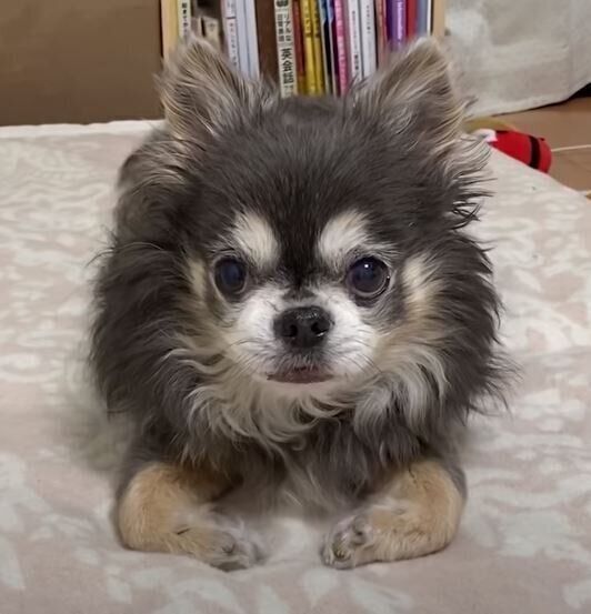 飼い主さんを見るチワワ