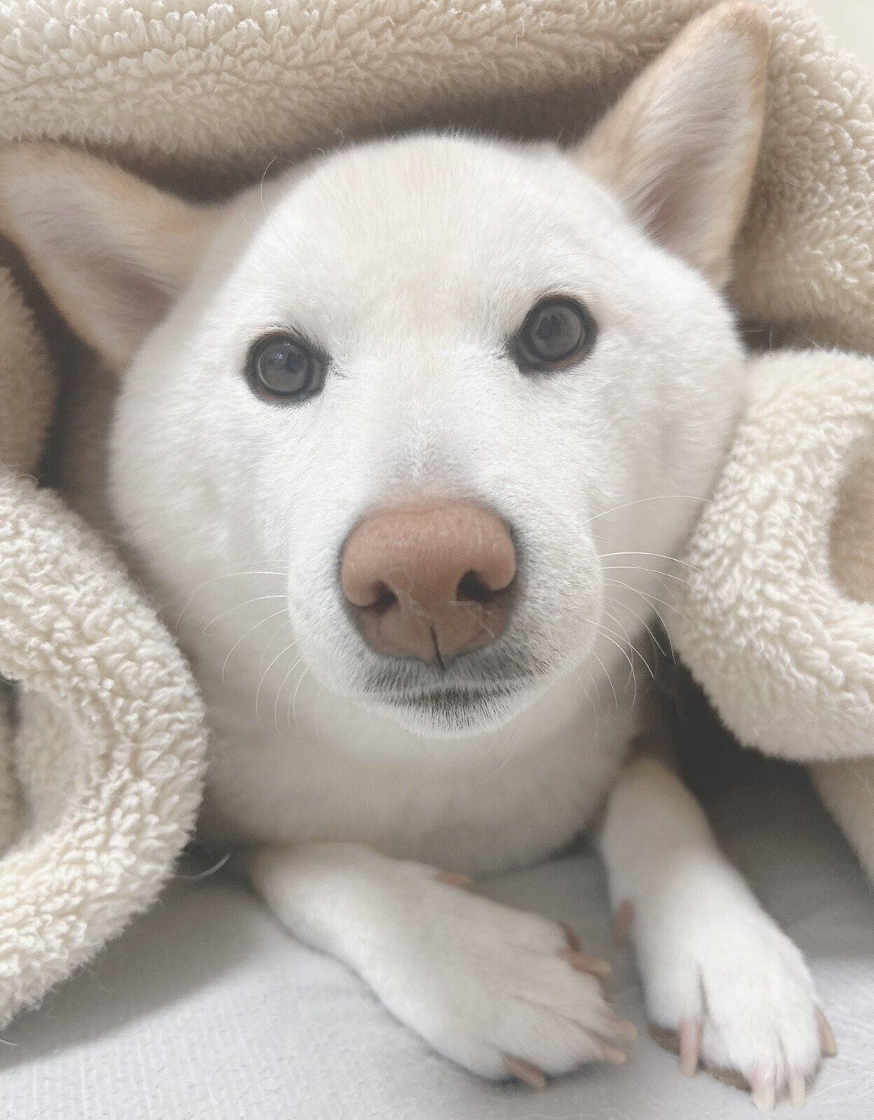 毛布をかぶるもち吉くん