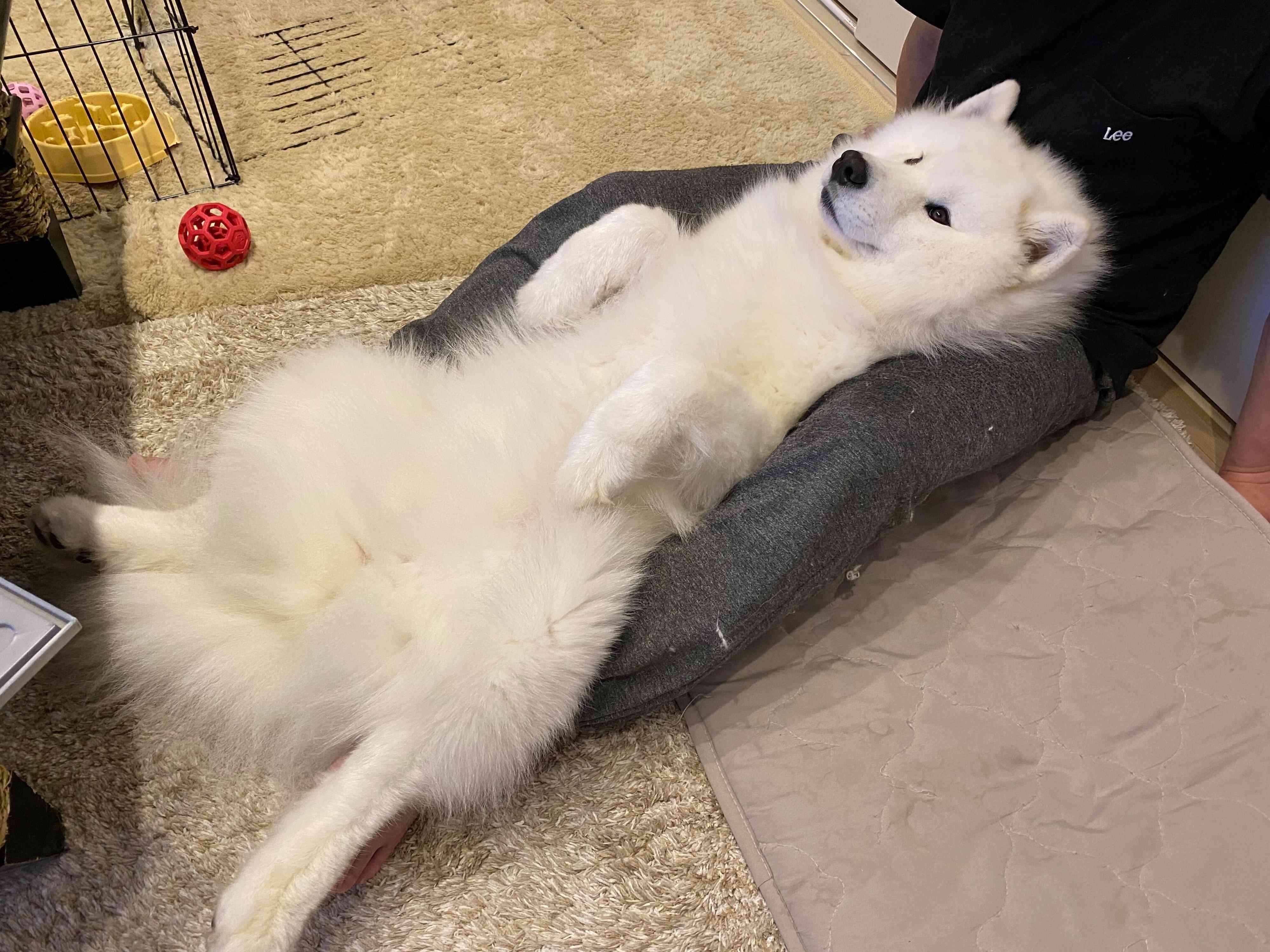 飼い主さんにくっつくこはくちゃん