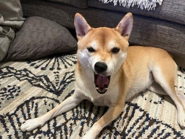 極悪な顔になるきなこちゃん