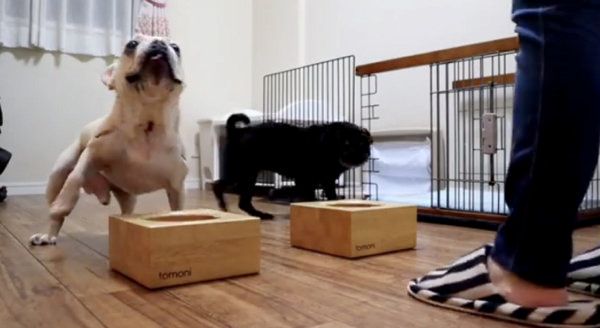 ご飯に興奮するフレンチ・ブルドッグとパグ