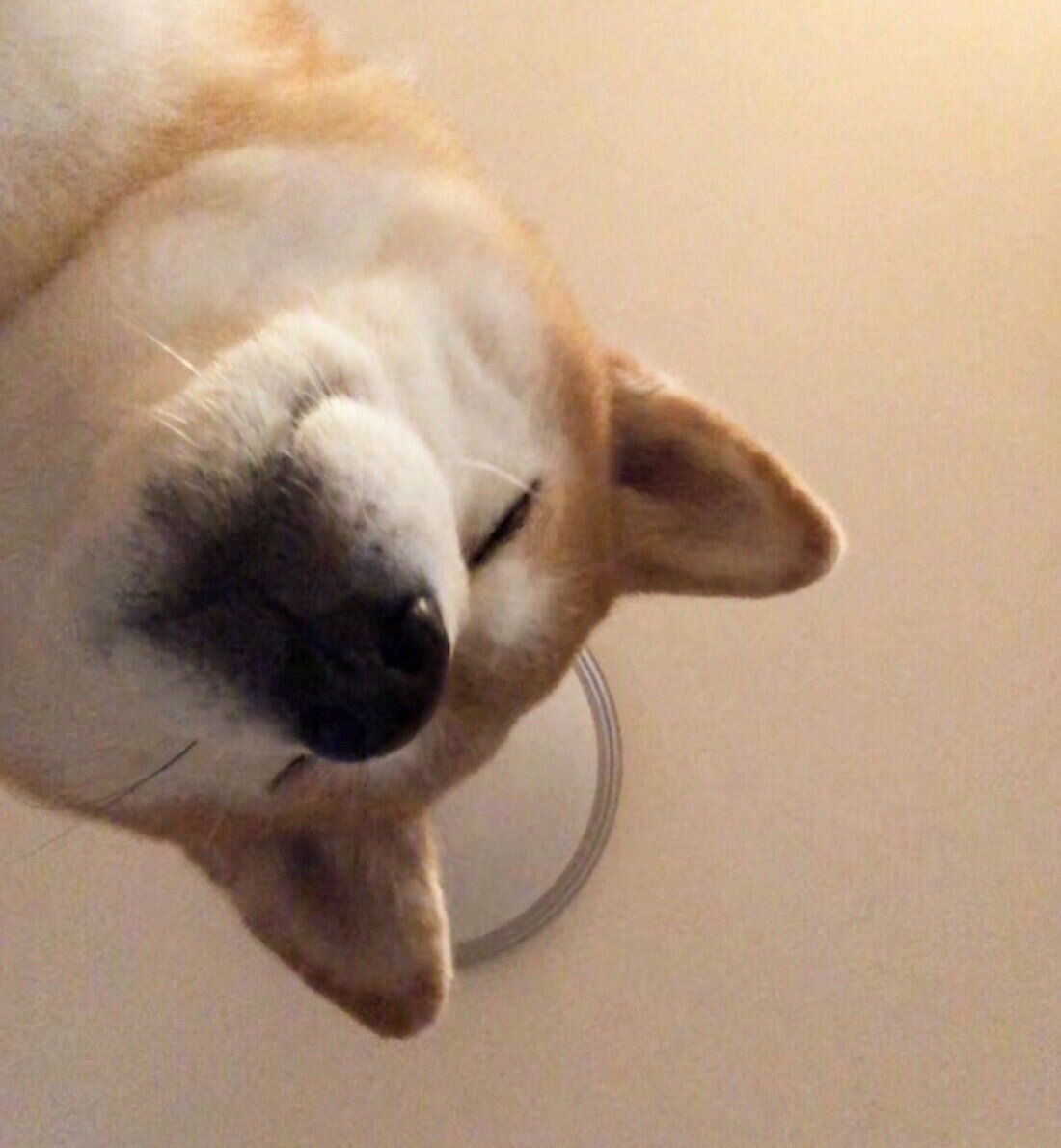 飼い主さんが二度寝しないように監視するももちゃん