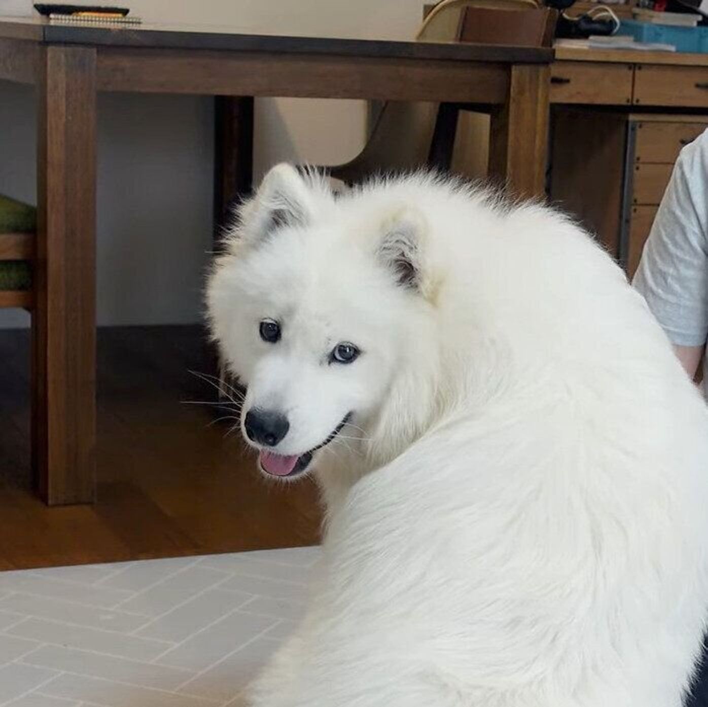 本当はママに甘えたいけど 目線を残しながらパパにも気を遣うサモエド いぬのきもちweb Magazine 本当はママに甘えたいけど 目線を残しながらパパにも気を遣うサモエド いぬのきもちweb Magazine