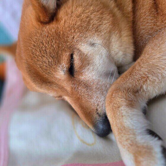 気持ちよさそうに眠るワンちゃん