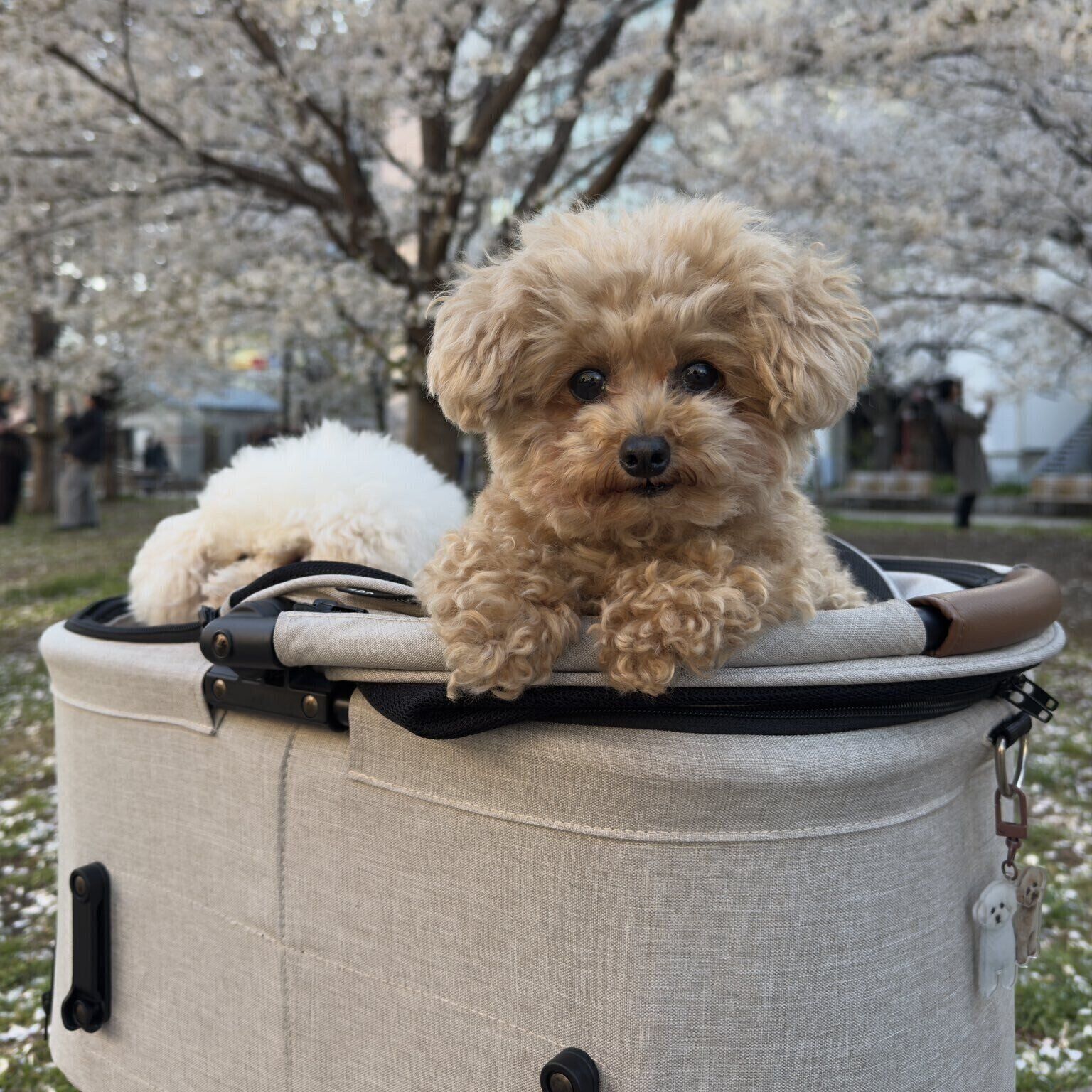 カートに乗ってお出かけ中のモカちゃん