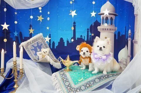 フォトブースで撮影する2匹の犬