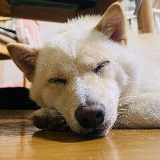 愛犬がおしっこを失敗するのはなぜ？ 理由と対処法 いぬのきもち