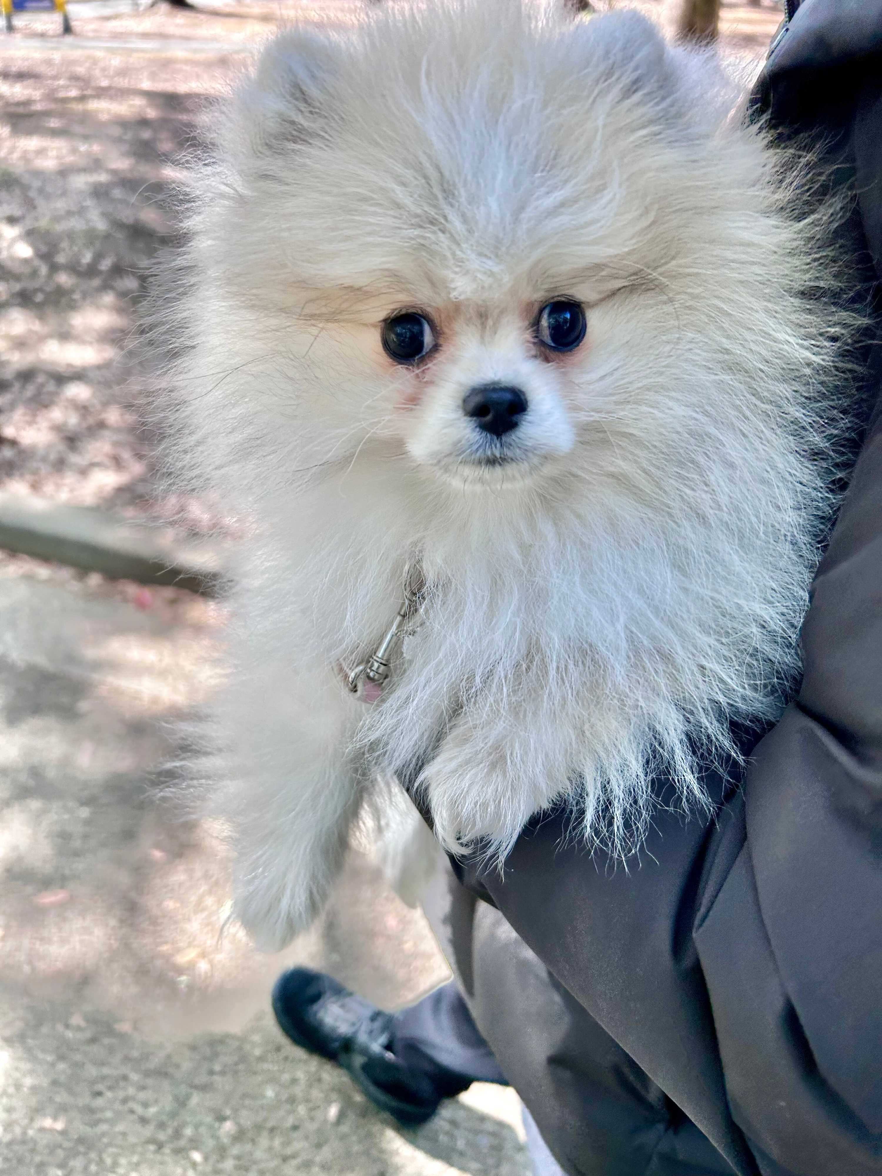 飼い主さんによると「物怖じしない性格」だというまりもちゃん