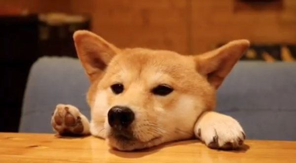 テーブル越しの柴犬
