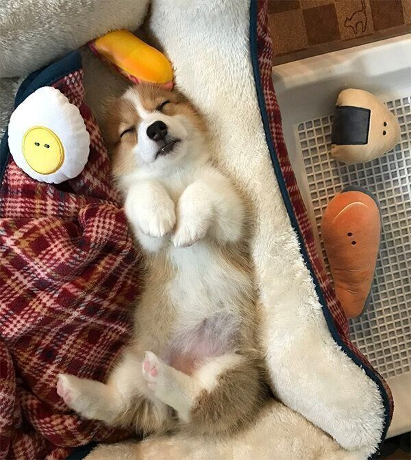 ヘソ天で眠るもなかちゃん