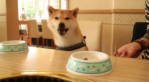 焼き肉を初めて食べる柴犬