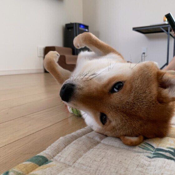 柴のまるちゃん