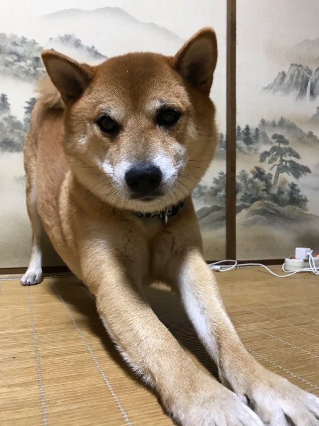なぜか突っ張る 前足ピーン な犬たちがかわいい いぬのきもちweb Magazine なぜか突っ張る 前足ピーン な犬たちがかわいい いぬのきもちweb Magazine