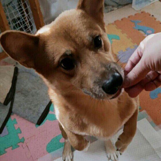 おやつをもらう郷丸くん