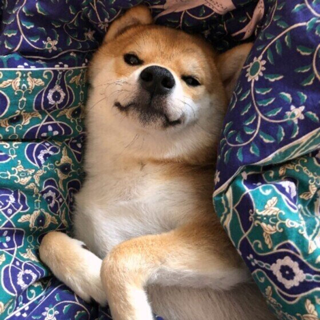 変わらず元気でいてほしい シニア犬の筋力をできるだけ維持する方法は いぬのきもちweb Magazine 変わらず元気でいてほしい シニア犬の筋力をできるだけ維持する方法は いぬのきもちweb Magazine