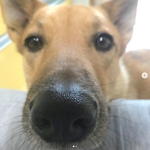 元保護犬・こたろうくん