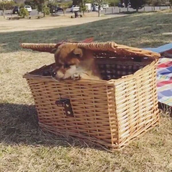 じっとしているりんご郎くん