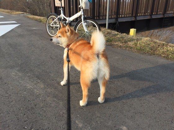 お散歩する柴犬